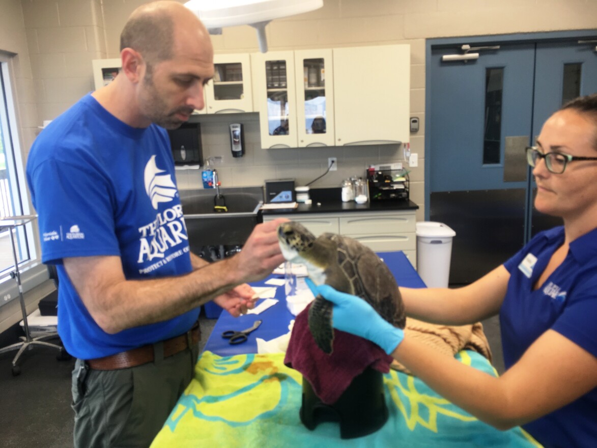 Dr. Ari Fustukjian, left, and Rachel Thomas treat Izar